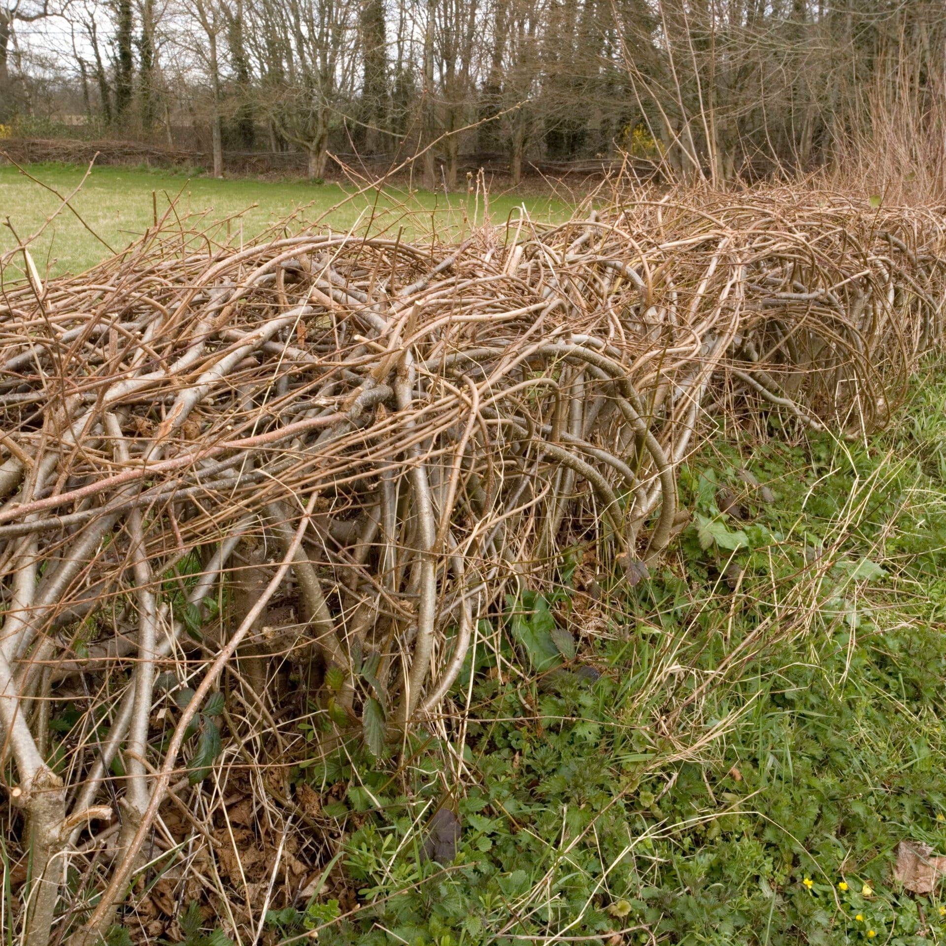 Wunderhecke - britisches Kulturgut wird gefeiert und gefördert