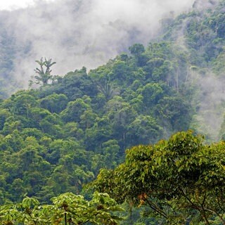 Tropischer Regenwald in Ecuador