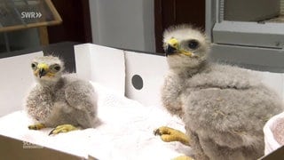 Zwei Mäusebussard-Küken