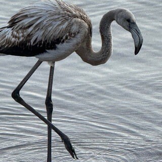 Flamingo im Titisee