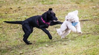 Zwei Hunde spielen miteinander. In Mainz gibt es künftig eine eigene Hundewiese (Symbolbild)