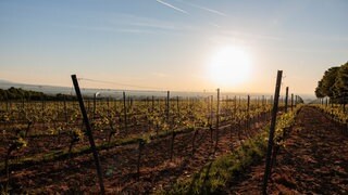 Mitte Juli ist eine neue Hitzewelle in Rheinland-Pfalz möglich. Für genaue Prognosen ist es jedoch noch zu früh. 