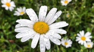 Regentropfen perlen im Regen von der Blüte einer Margerite.
