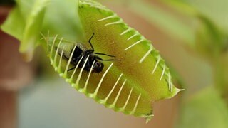 Fliege, gefangen in einer Venusfliegenfalle (Dionaea muscipula): Wie können die fleischfressenden Pflanzen ohne Nerven und Muskeln zuschnappen?