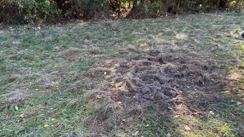 Dunkle Stellen im Gras markieren den Fundort der zwei Männerleichen, die am Rodder Maar verbrannt wurden.