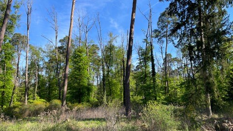 Waldumbau in Eulenberg (Bienwald)