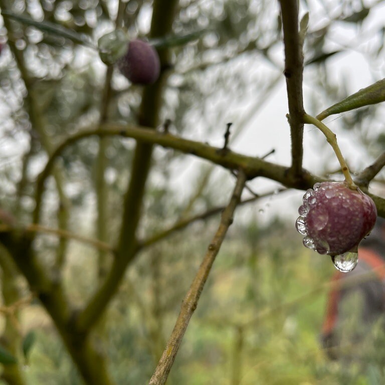 An einem Ast an einem Baum in Bruchsal hängt eine Olive, von der Wasser tropft.