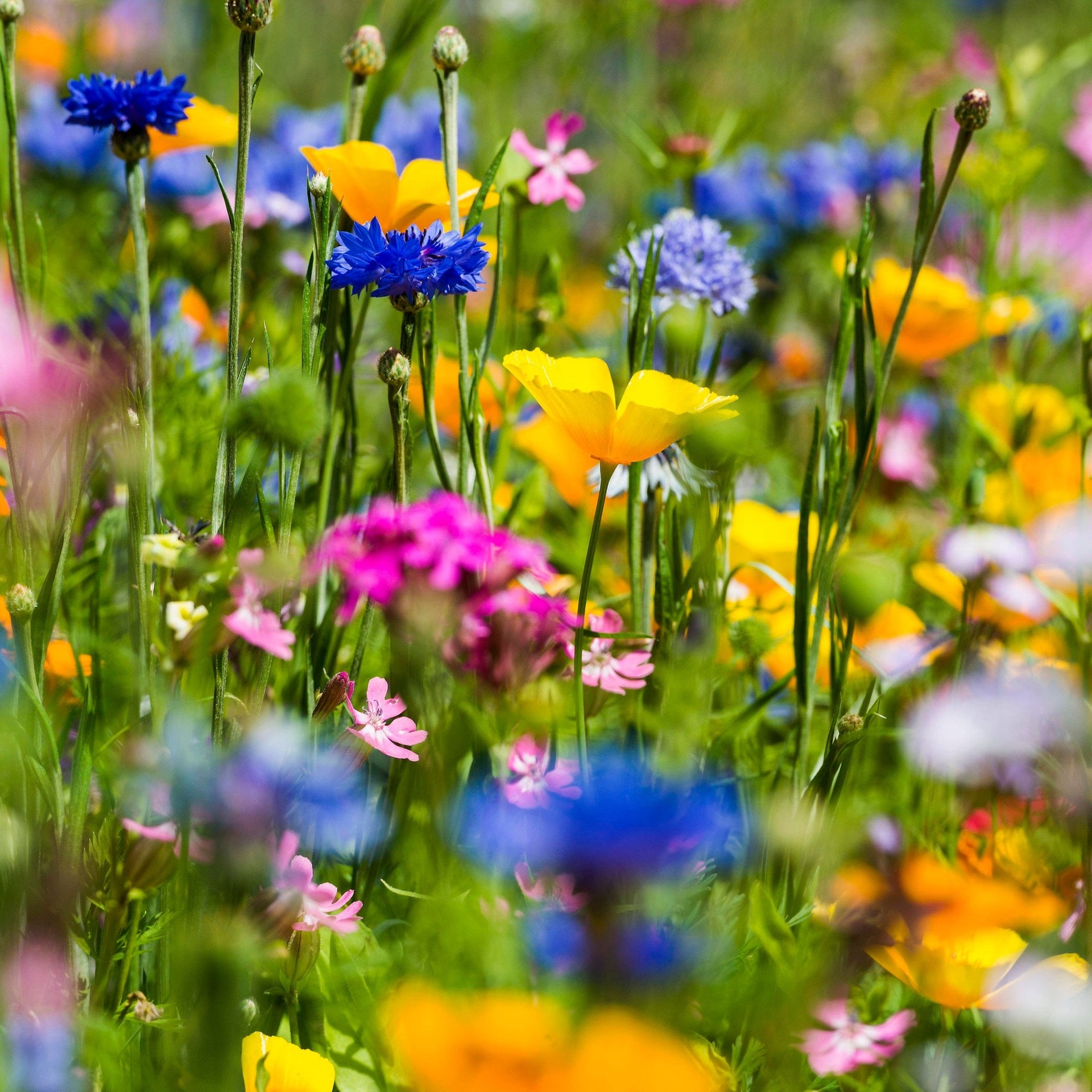 Warum sind die Blumen bunt? episode artwork