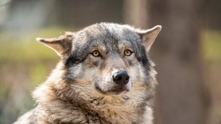 Der Wolf