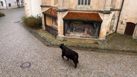 Bulle trabt an Rottenburger Kirche St. Moriz vorbei. Das Tier war am Mittwochmorgen aus dem Schlachthof ausgebüxt. (Privatfoto)