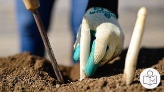 Eine Hand erntet weißen Spargel aus dem Erd·boden. Rechts das SWR Logo für Leichte Sprache.