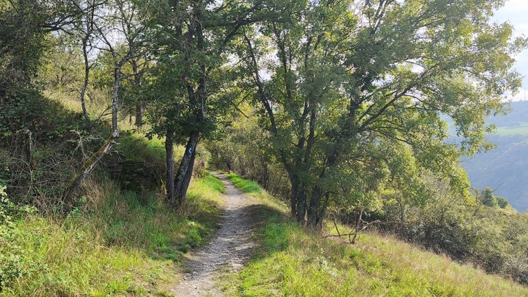 Schmale, enge Pfade, umgeben von Bäumen und Sträuchern bei einem Aufstieg auf dem Rheinsteig Wanderweg.