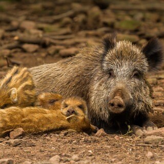 Wildschweine im Wildpark Betzenberg in Kaiserslautern