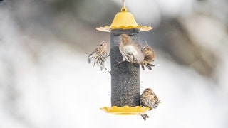Vogel frisst Futter aus Vogelfutter-Silo