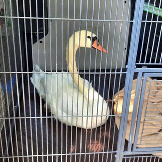 Der Schwan sitzt nach seiner Rettung bei Bingen in einem Auto der Bundespolizei.
