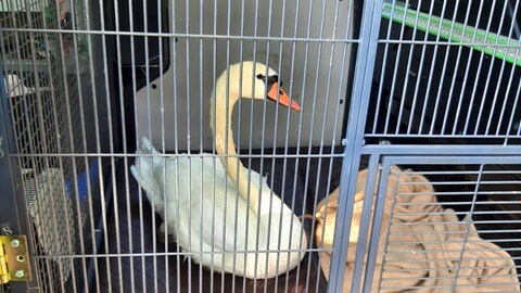 Der Schwan sitzt nach seiner Rettung bei Bingen in einem Auto der Bundespolizei.