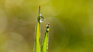 Warum bleiben Tautropfen an der Grasspitze hängen?