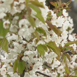 Kirschblüten