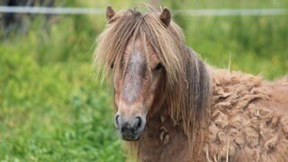 Das Shetland-Pony Mrs. Grey wurde in Haigerloch von einer eingezäunten Wiese gestohlen