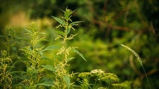 Brennnessel mit Blüten