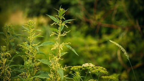 Brennnessel mit Blüten