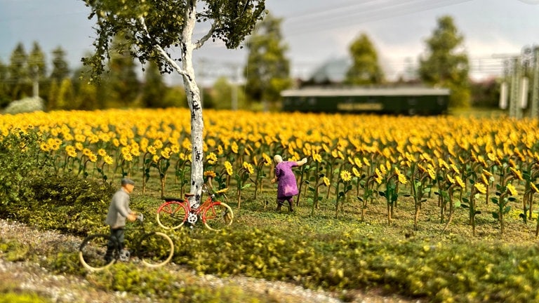 Auf dem Sonnenblumenfeld stehen unzählige Modellpflanzen.