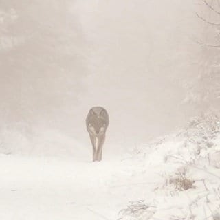 Wolf im Schnee