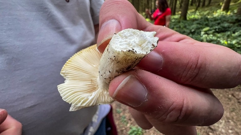 Eine essbare Pilzgruppe erkennt man an den hellen, weißen bis gelblichen Lamellen. Zuerst wird geprüft, ob der Pilz Milch absondert. Tut er das nicht und lässt sich der Stiel ähnlich wie ein Apfelstück brechen, kann man vorsichtig ein kleines Stück probieren. Schmeckt es scharf, ist der Pilz nicht genießbar. Dies gilt nur bei sprödfleischigen Pilzen.