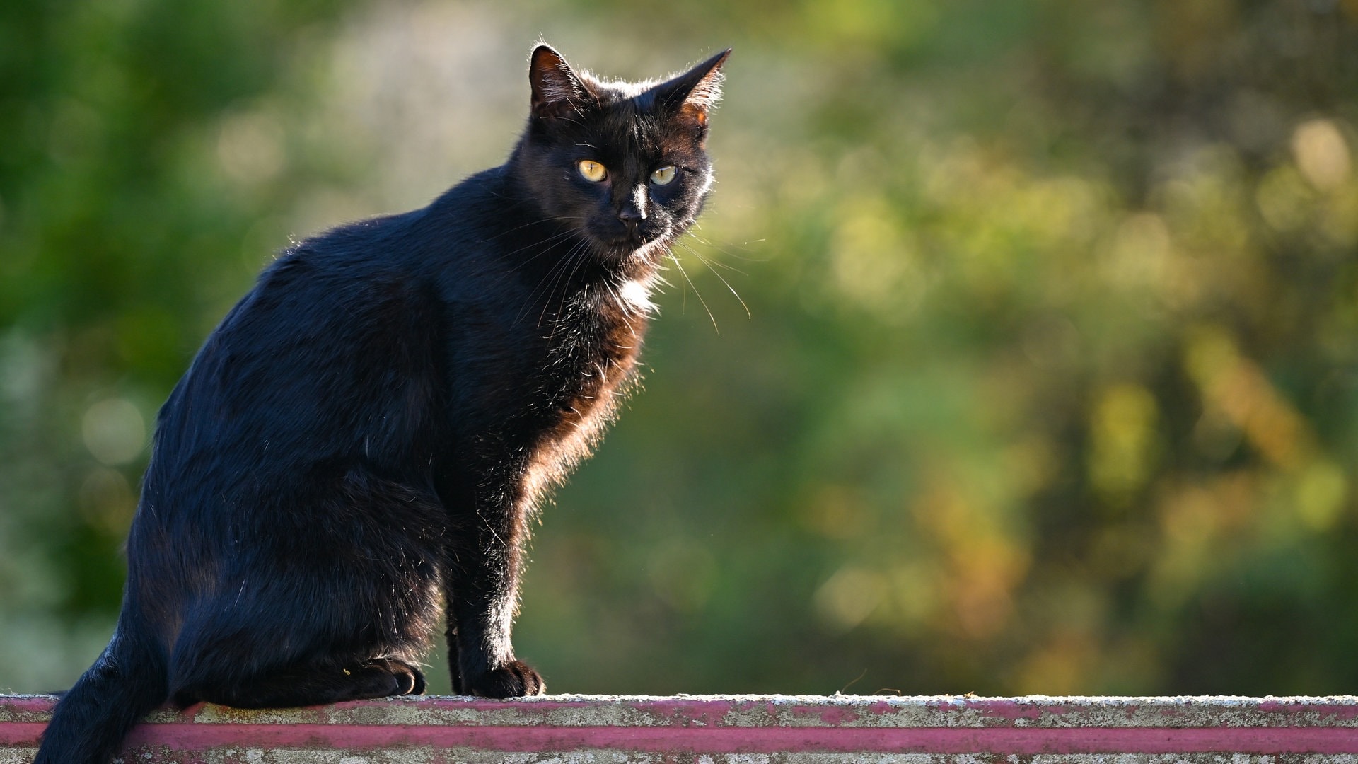Kater tot an Gestänge aufgehängt gefunden - Polizei ermittelt