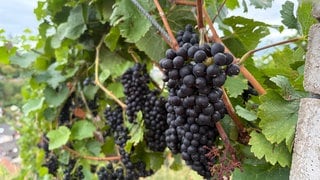 Die Trauben für den Spätburgunder sind schon reif für die Weinlese.