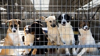 Das Tierheim Smeura in Rumänien ist das größte Tierheim der Welt.