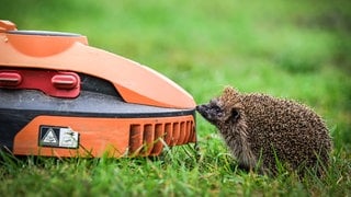 Mähroboter sind eine große Gefahr für Igel. Wenn sie in der Dämmerung und in der Nacht durch die Gärten fahren können sie Igel schwer verletzen. Die Stadt Mainz hat jetzt Mähroboter nachts verboten. 