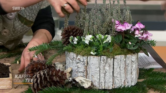 Viel Garten für wenig Geld: Pflanzschale für Allerheiligen