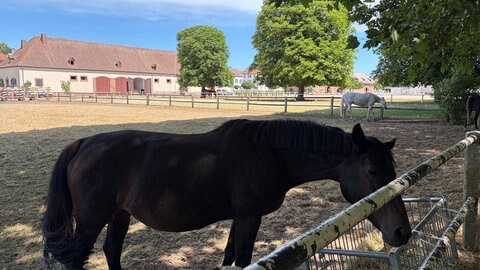 Das Landgestüt Zweibrücken im Sommer.