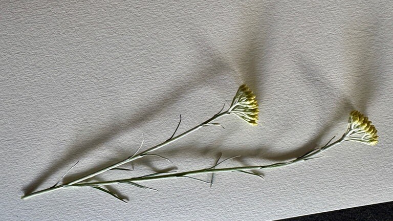 Blumen und Blüten auf dem Papier anordnen. 