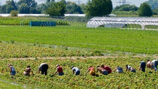 Erntehelfer bei der Arbeit auf einem Feld im Sommer