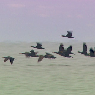Kormoran am Bodensee - bisher scheitern die Versuche, sie zu vergrämen oder einzudämmen