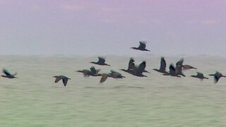 Kormoran am Bodensee - bisher scheitern die Versuche, sie zu vergrämen oder einzudämmen