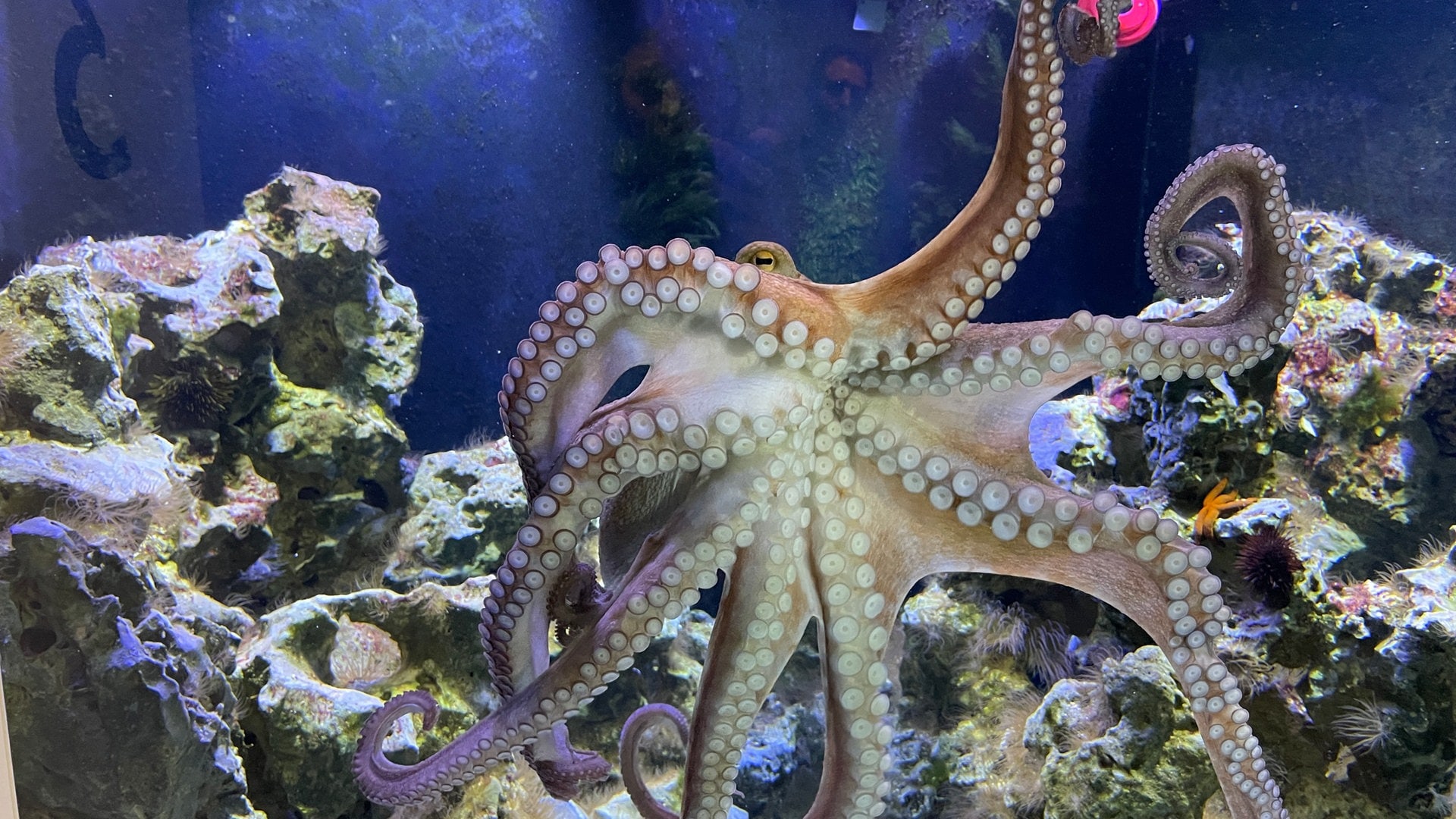 Große Reise für Oktopus "Sir Octavius": Von Mannheim aus geht es zur Paarung nach Italien