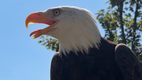 Seeadler mit geöffnetem Schnabel.