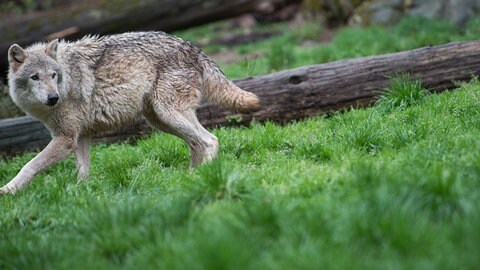 Ein Wolf läuft durch die Landschaft (Symbolbild): Auf der A65 wurde ein Tier überfahren, zunächst dachte man ein Wolf. Eine DNA-Analyse hat nun geklärt: Es war ein Hund.