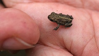 Eine junge Kreuzkröte sitzt auf einer Hand 