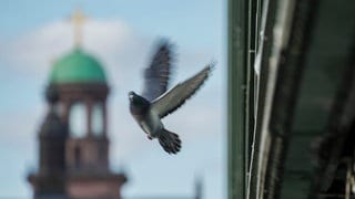 Eine Taube im Abflug unter einer Brücke. Es ist umstritten ob Tauben Immunzellen zur Orientierung am Erdmagnetfeld nutzen.