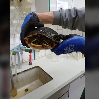 Schildkröte