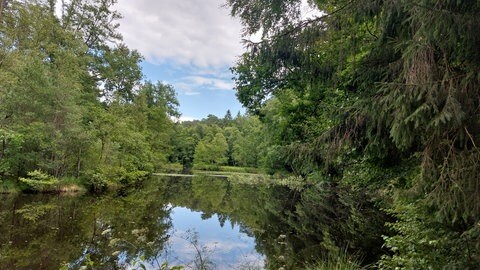 Der Wüsteichelsbach bei Eppenbrunn in der Südwestpfalz.