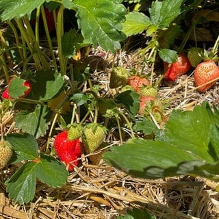 Freiland-Erdbeeren