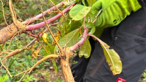 Kermesbeeren