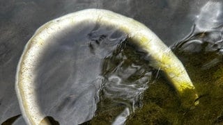 Ein toter Aal treibt bei Starzach auf dem Neckar. Hitze, niedriger Pegelstand und Algen führen zu einem im Neckar.