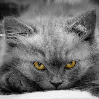 Katzen schnurren manchmal, um sich selbst zu beruhigen