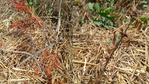 Braune und vertrocknete Christbaum-Jungpflanzen auf dem Bühlhof in Wolfenhausen. Die Trockenheit setz ihnen zu.